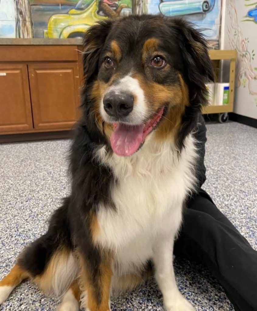 Meet our Dog of the Week Titan